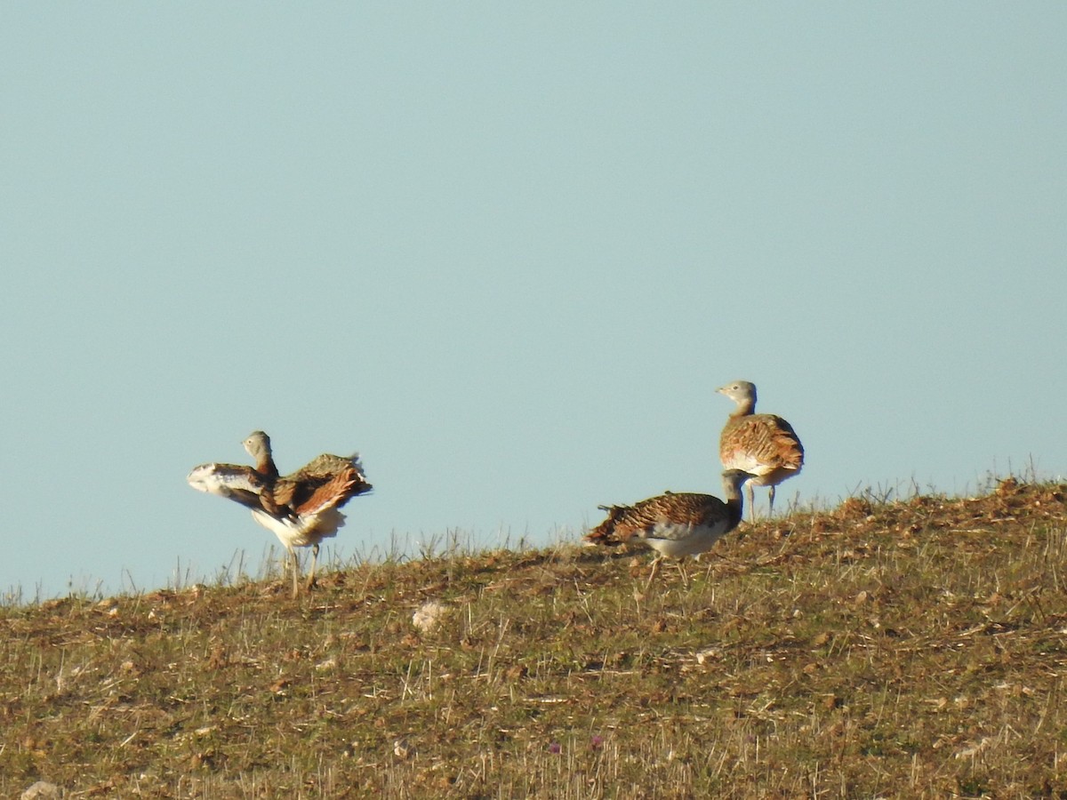 Great Bustard - ML424085051