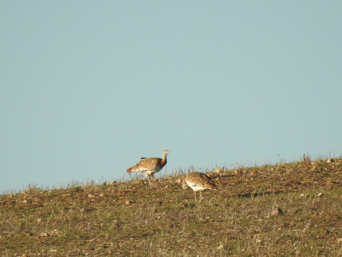 Great Bustard - ML424085061