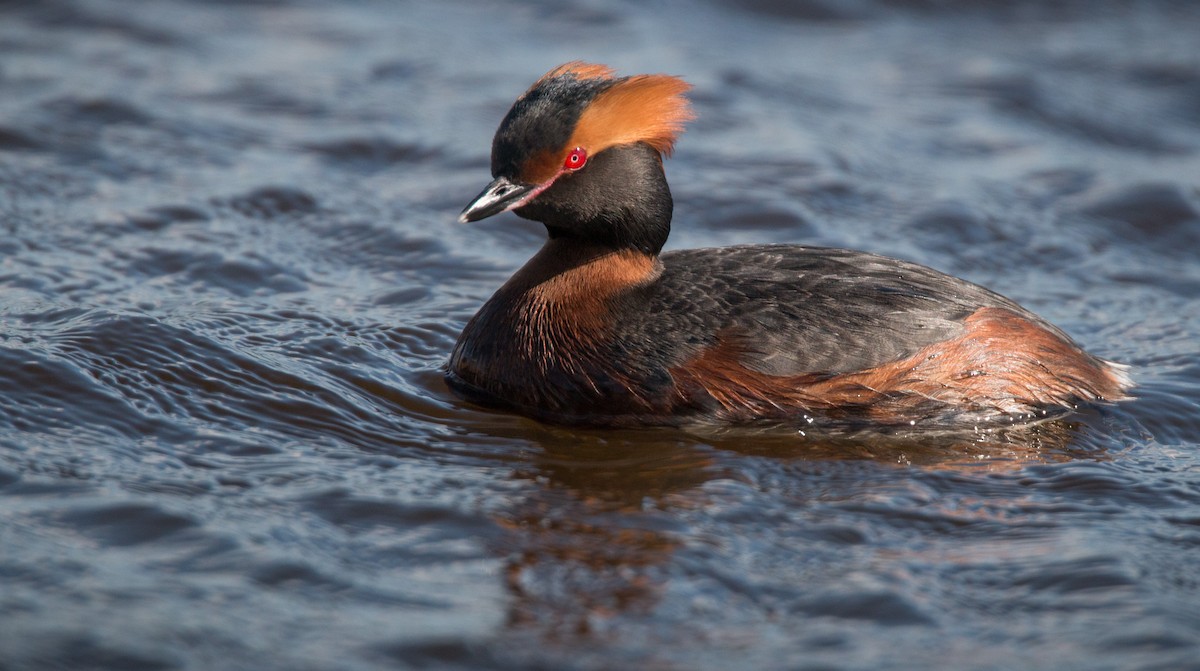 Horned Grebe - ML42408631