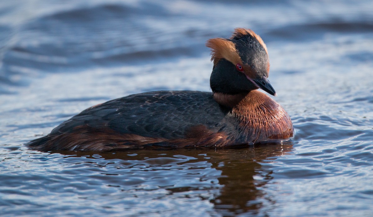 Horned Grebe - ML42408681