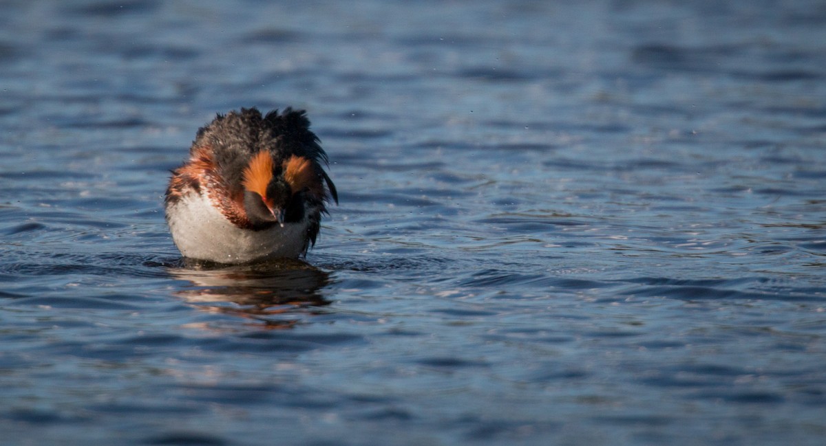 Horned Grebe - Ian Davies