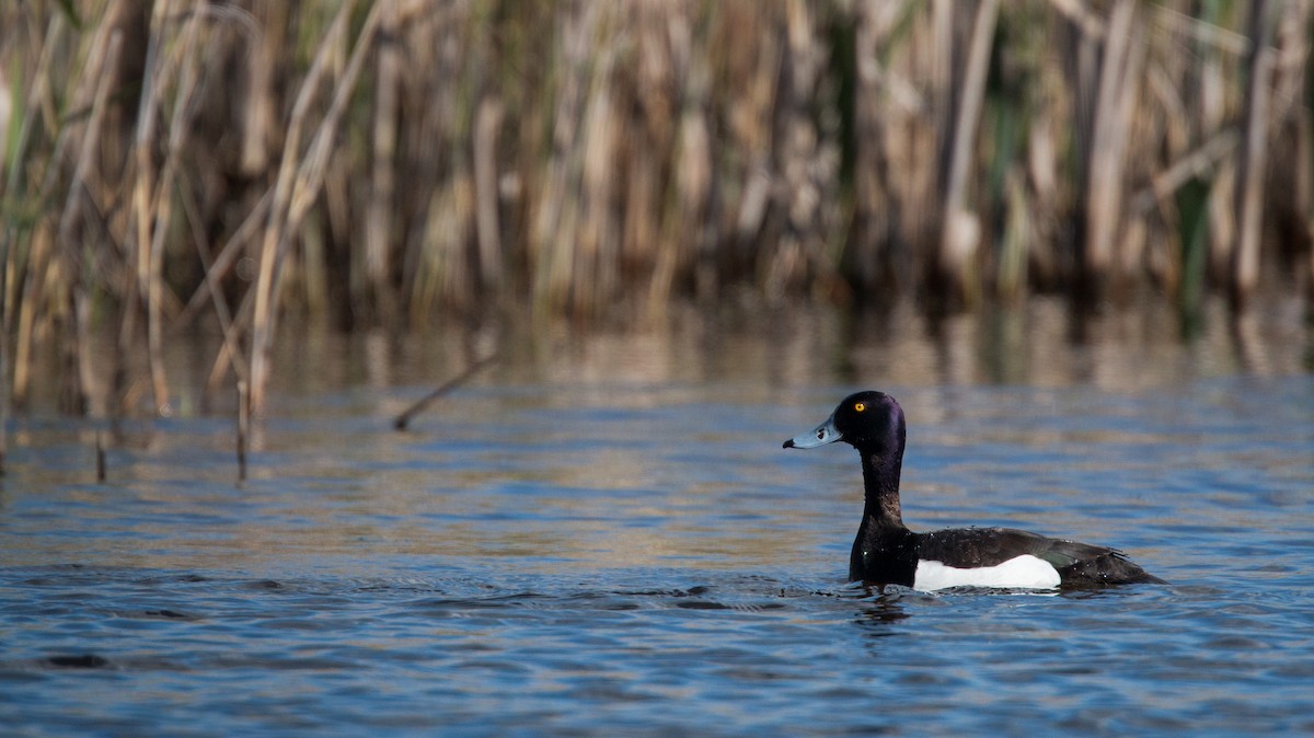 Tufted Duck - ML42408851