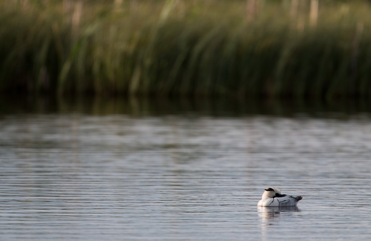 Smew - Ian Davies