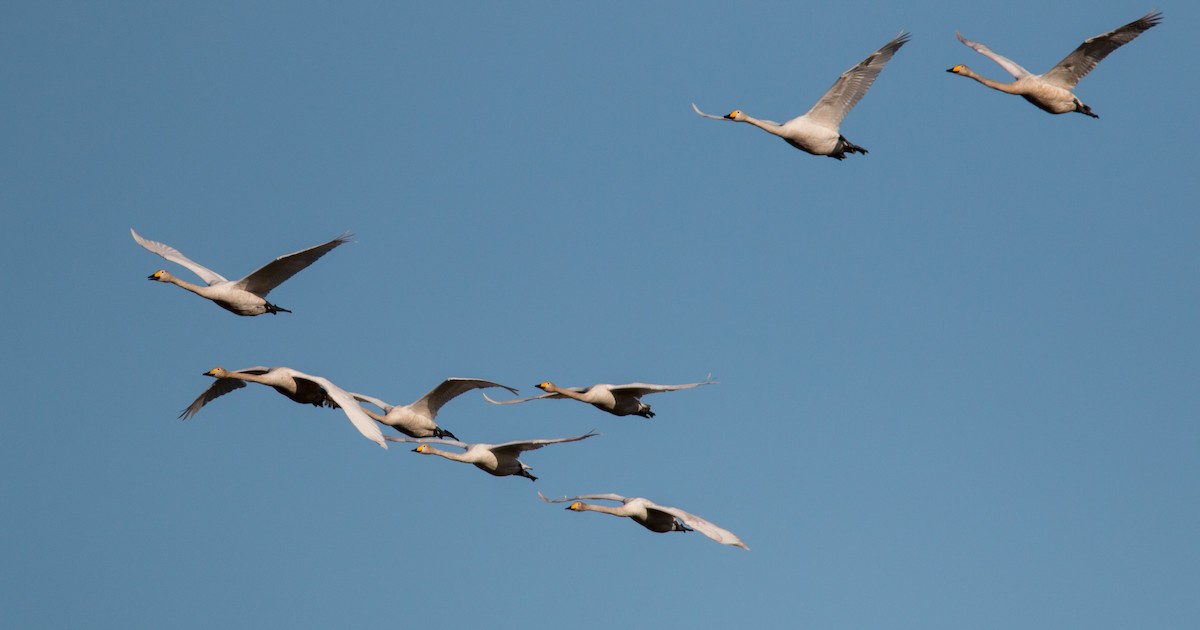 Whooper Swan - ML42408881