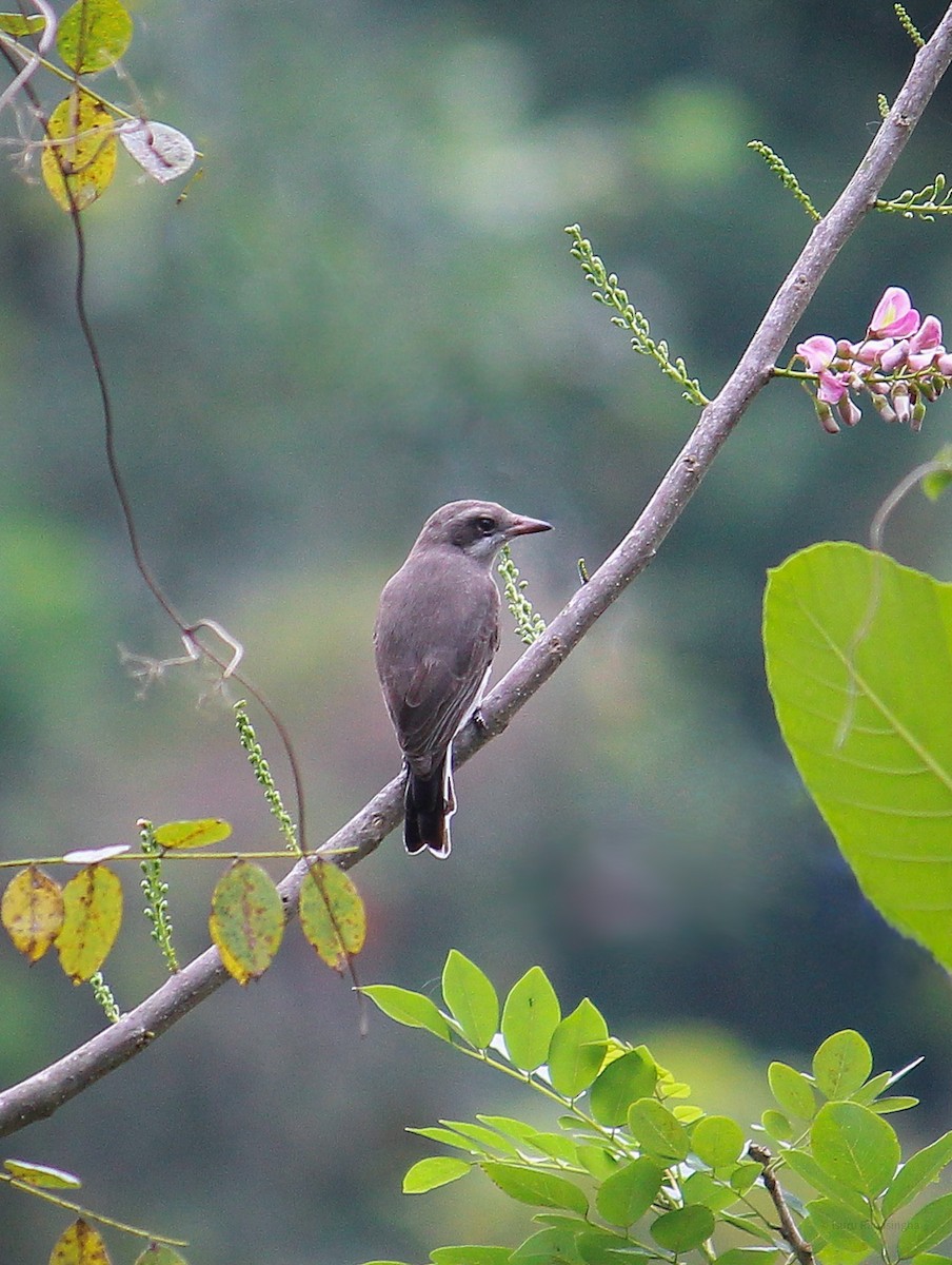 Sri Lanka Woodshrike - ML424088861