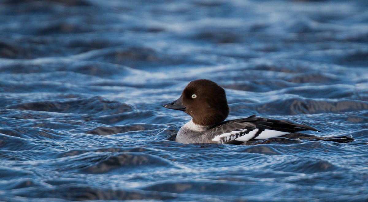 Common Goldeneye - ML42408901