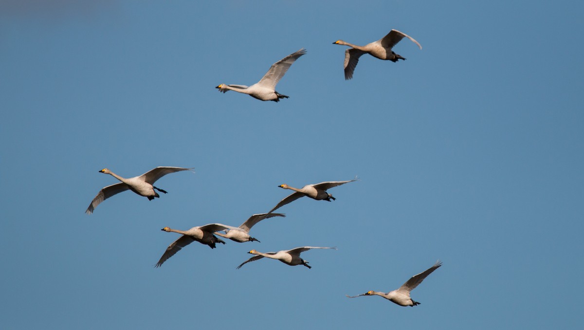 Whooper Swan - Ian Davies