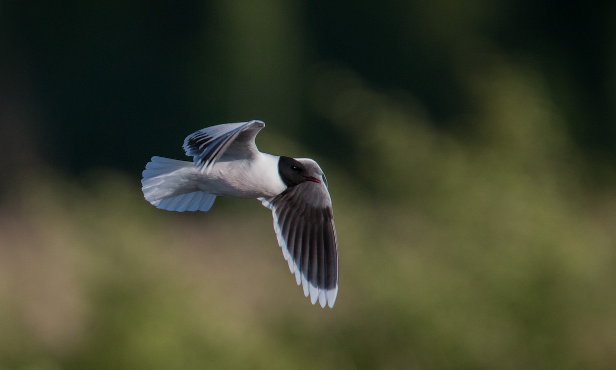 Little Gull - ML42408951