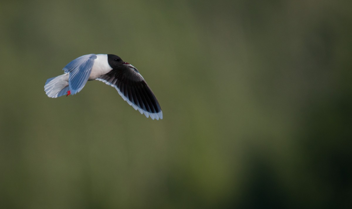 Little Gull - ML42408971