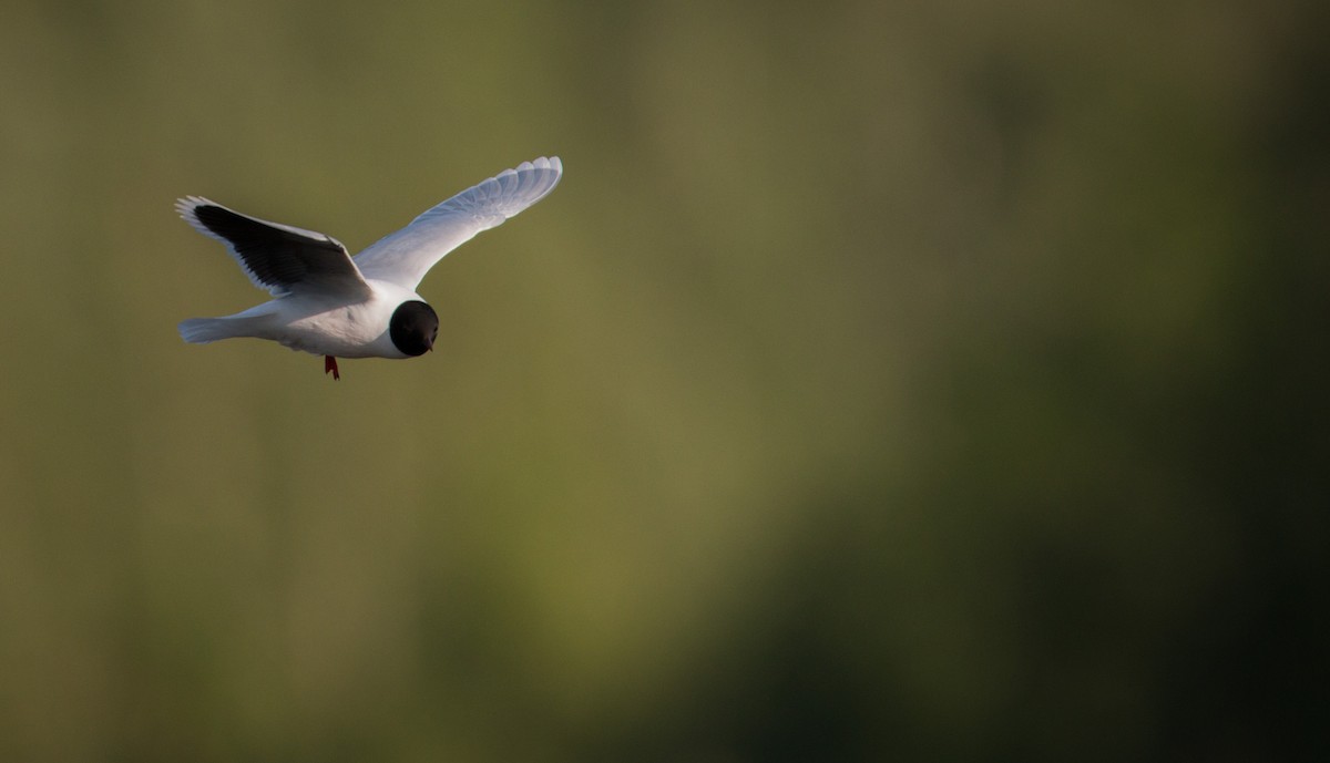 Little Gull - ML42408981