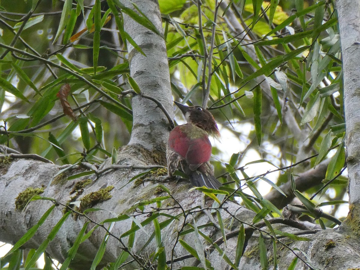 Banded Woodpecker - ML424090171