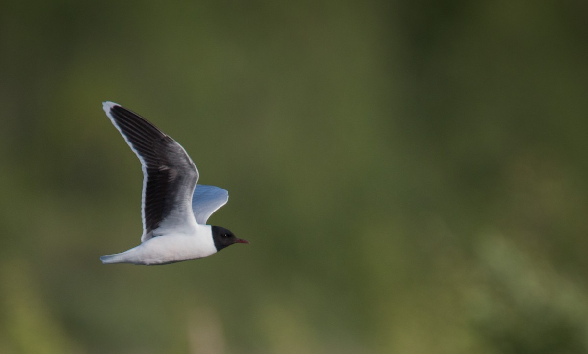 Little Gull - ML42409031