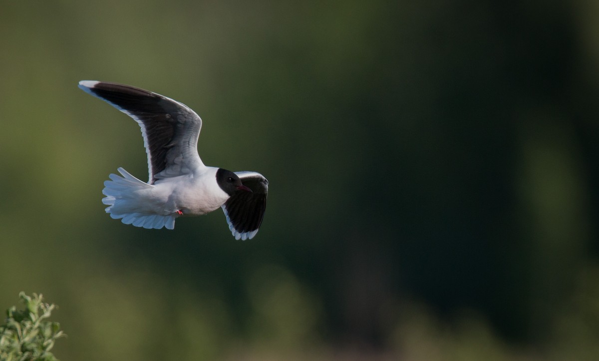 Little Gull - ML42409041