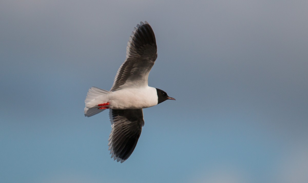 Little Gull - ML42409111