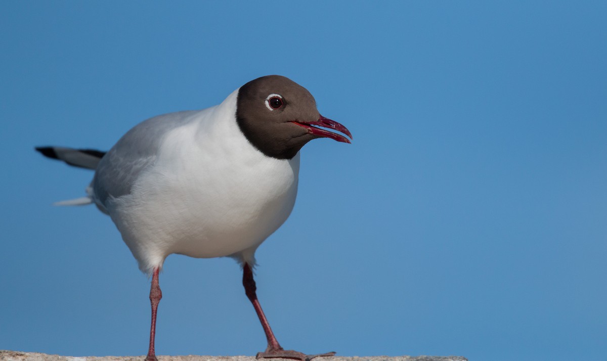 Black-headed Gull - ML42409131