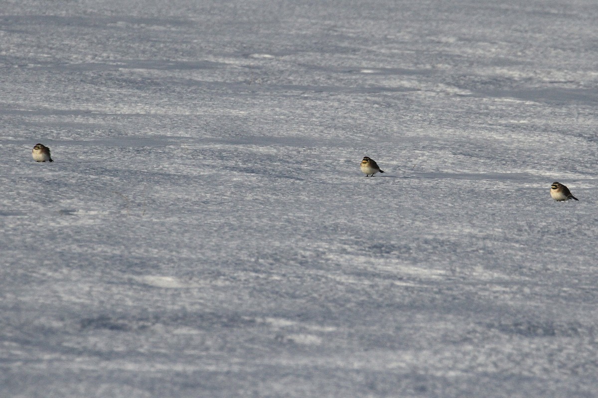 Horned Lark - ML424091311