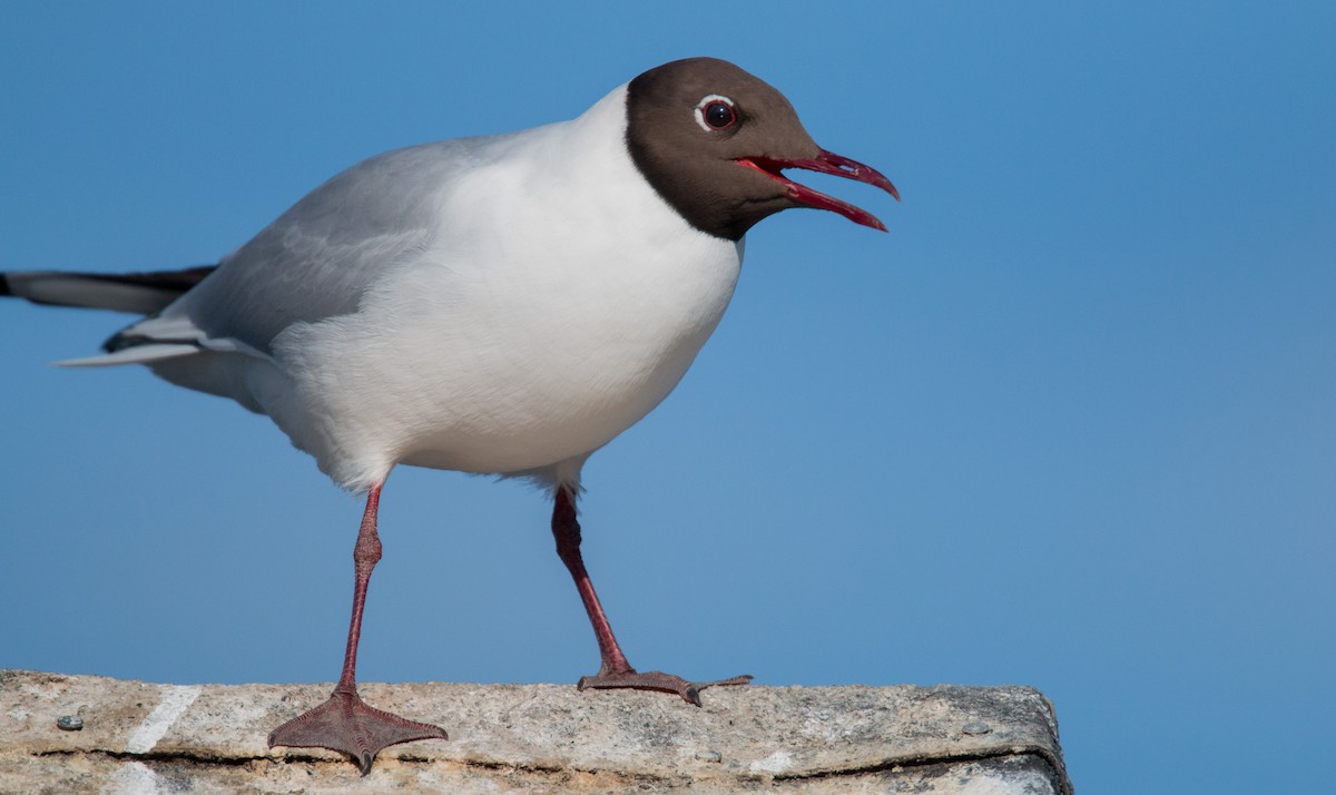 Black-headed Gull - ML42409141