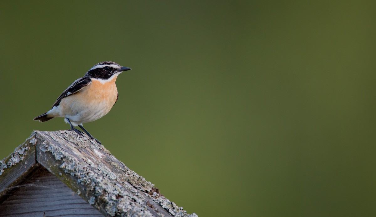 Whinchat - Ian Davies