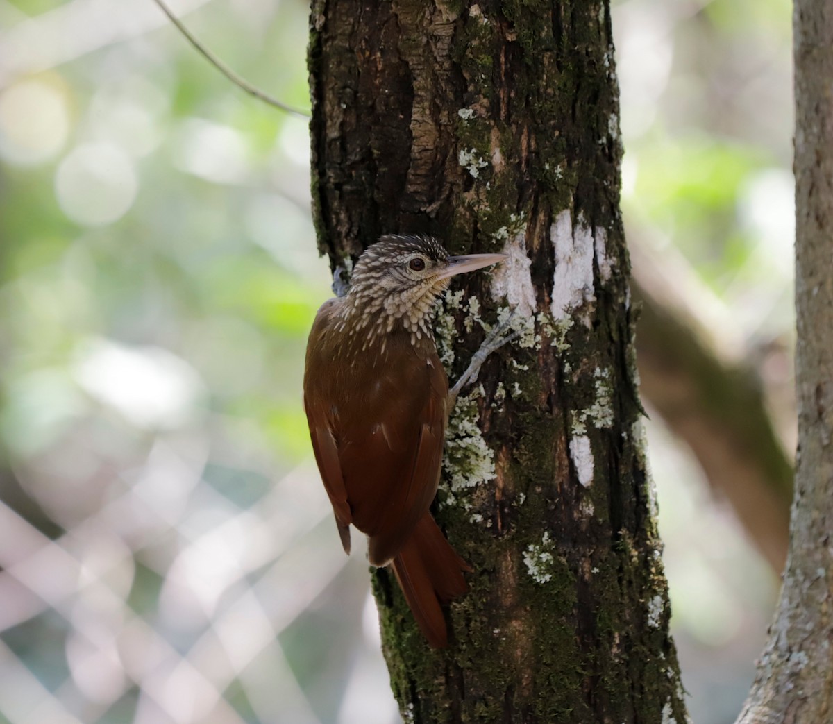 Straight-billed Woodcreeper - ML424094671