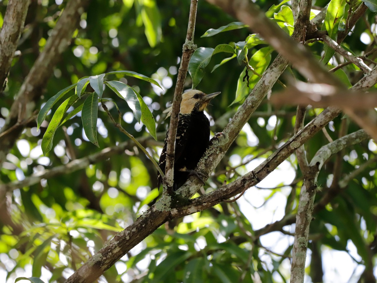 Blond-crested Woodpecker - ML424094721