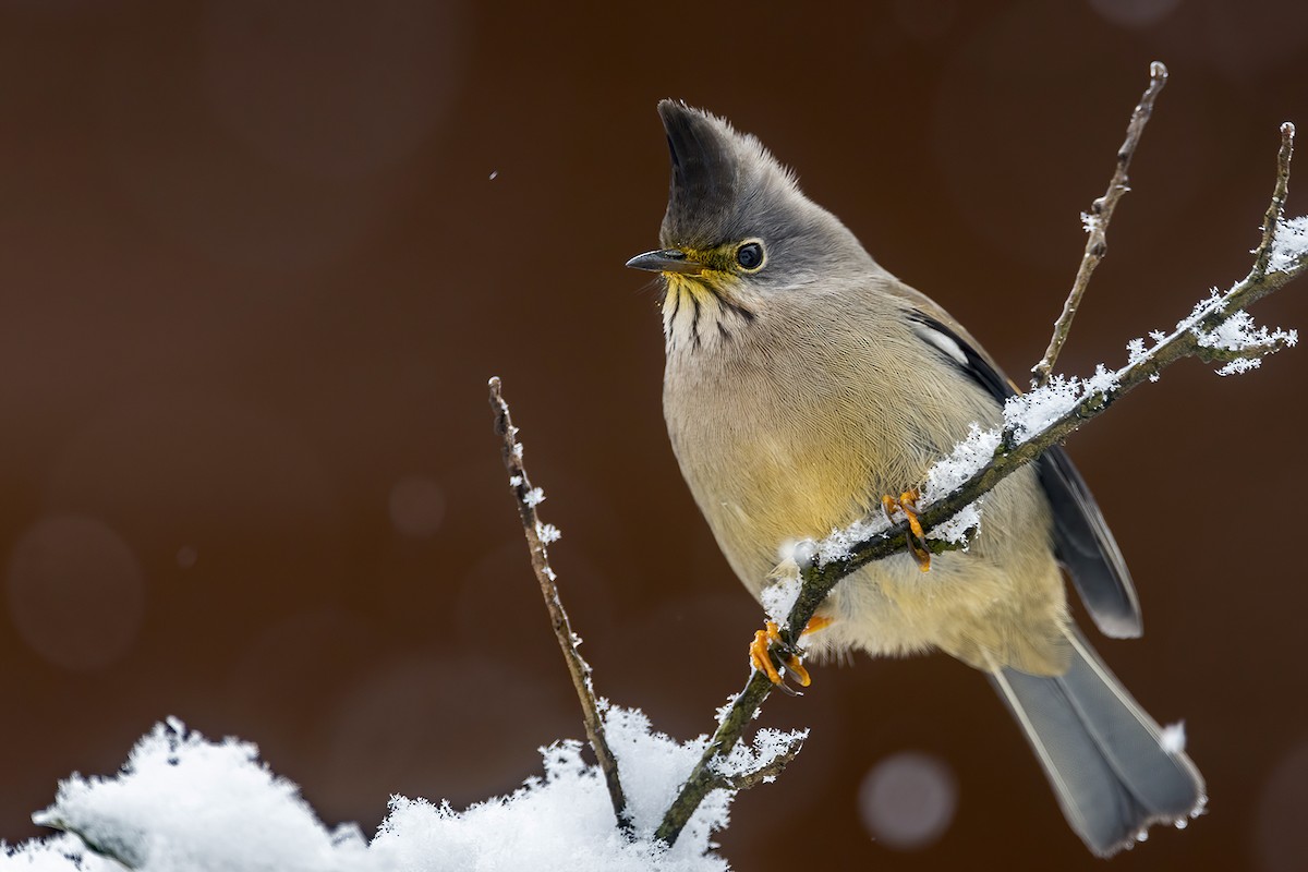 Stripe-throated Yuhina - ML424095851