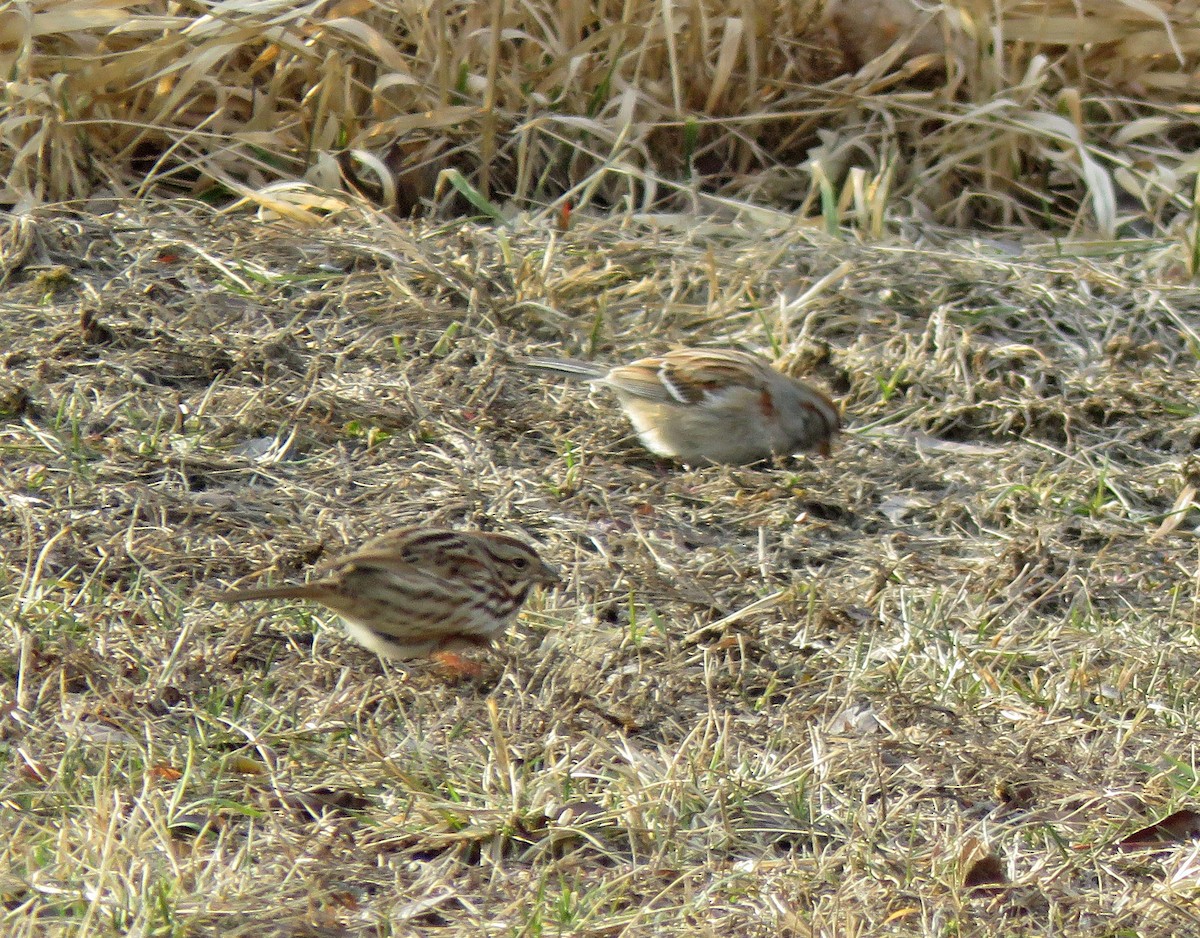 Song Sparrow - ML424096801