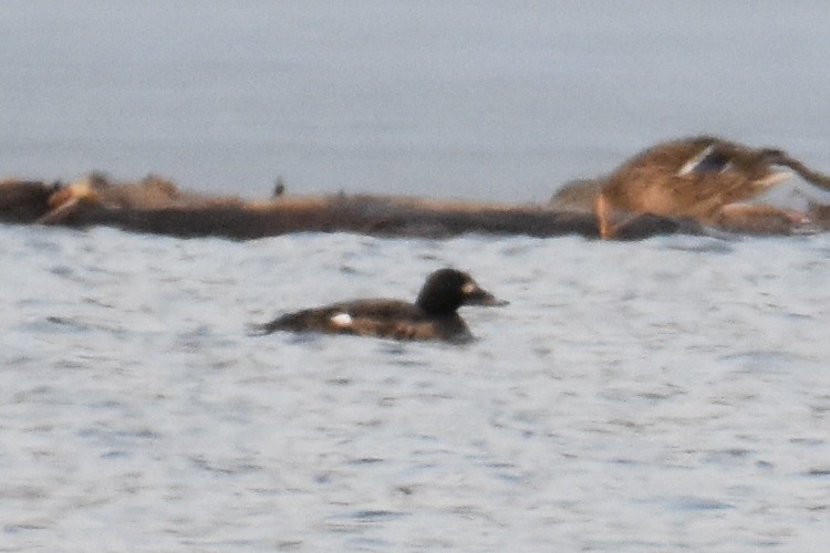 White-winged Scoter - ML424098491