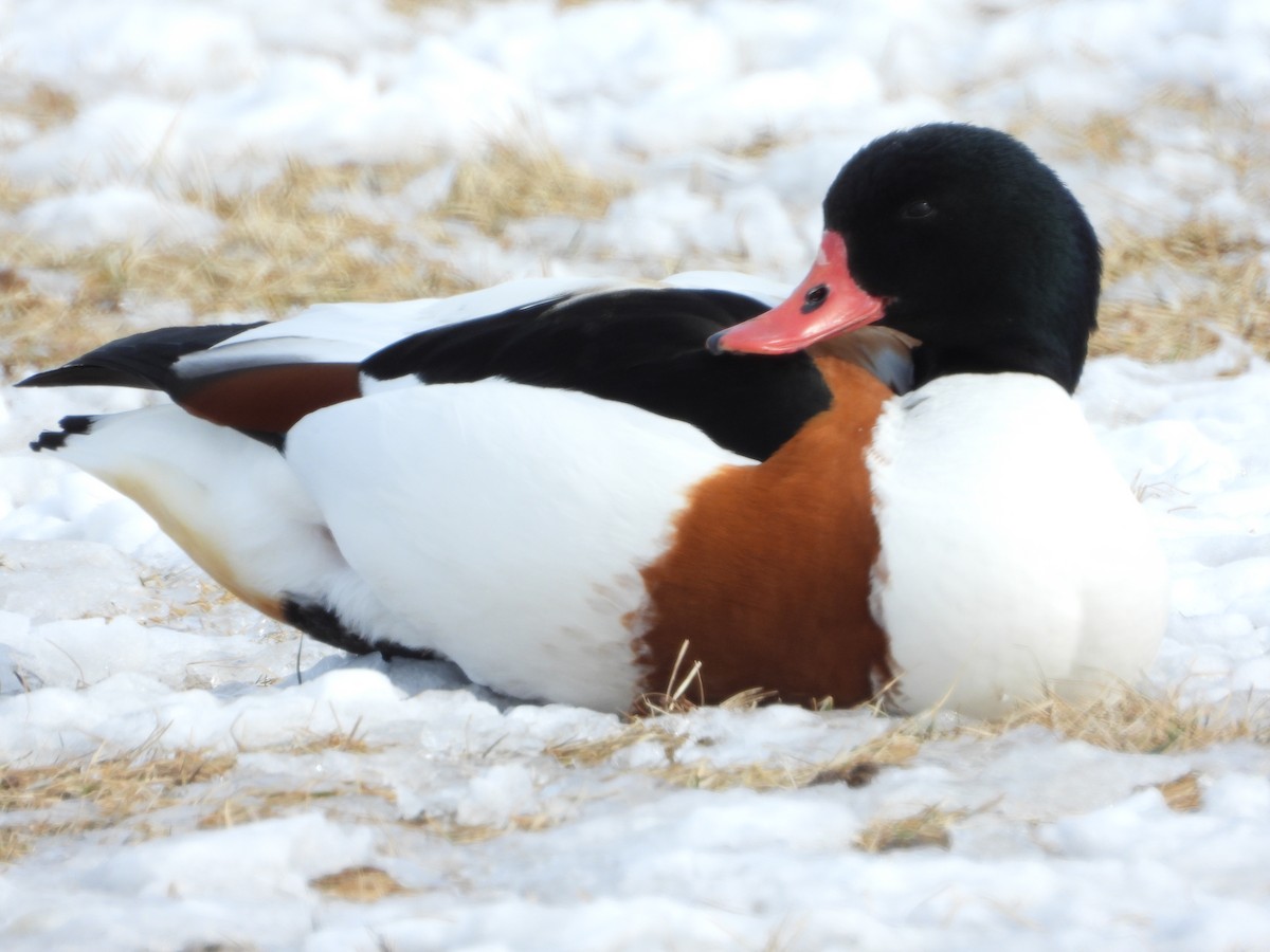 husice liščí - ML424099471