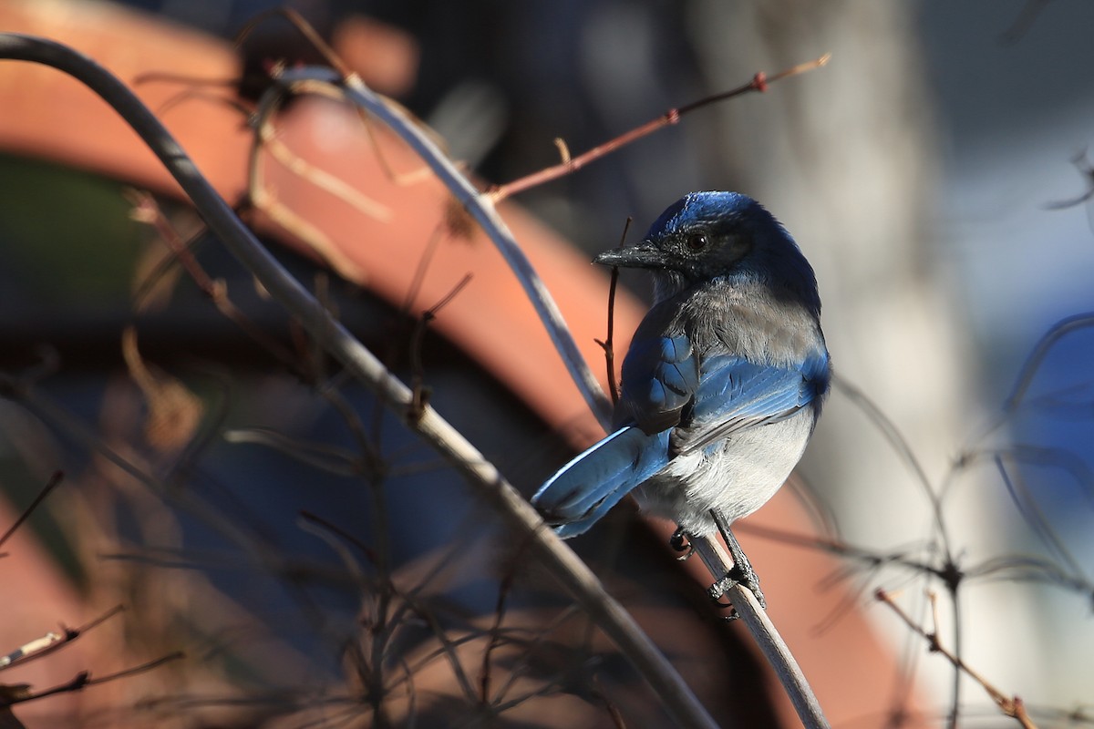 California Scrub-Jay - ML42409961