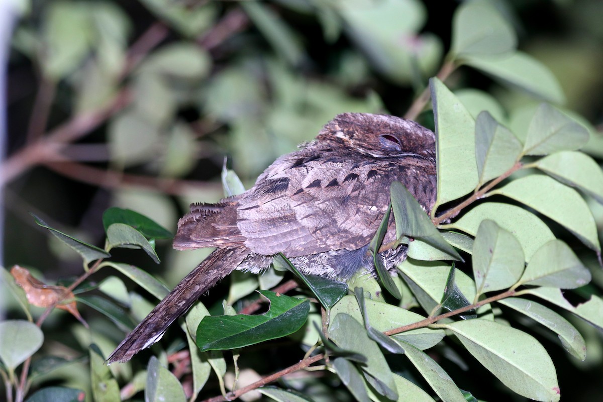 Yucatánnachtschwalbe - ML424099821