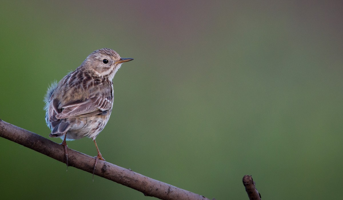 Meadow Pipit - Ian Davies