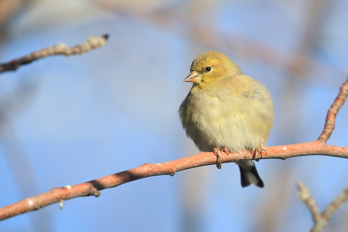 American Goldfinch - Tim Lenz