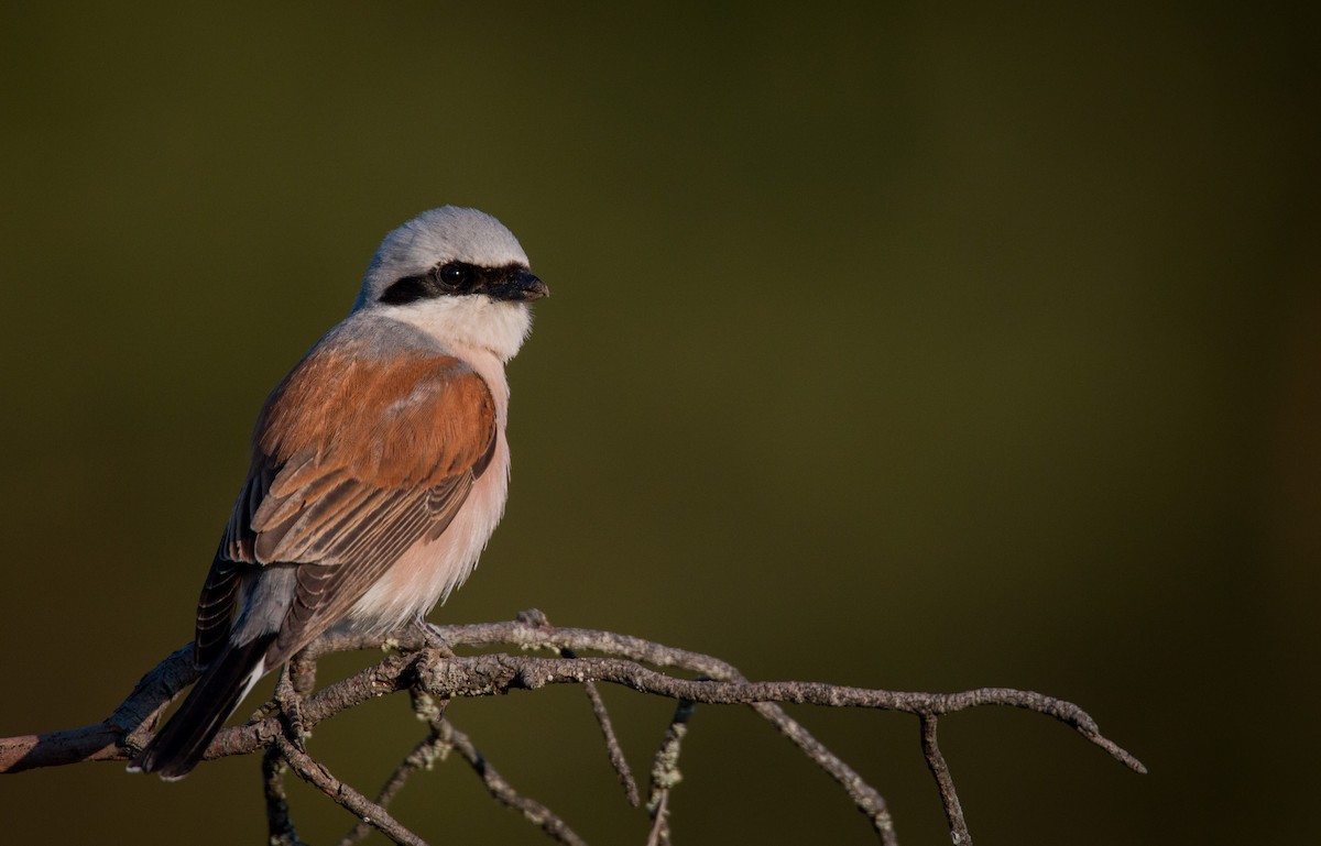 Red-backed Shrike - ML42410211