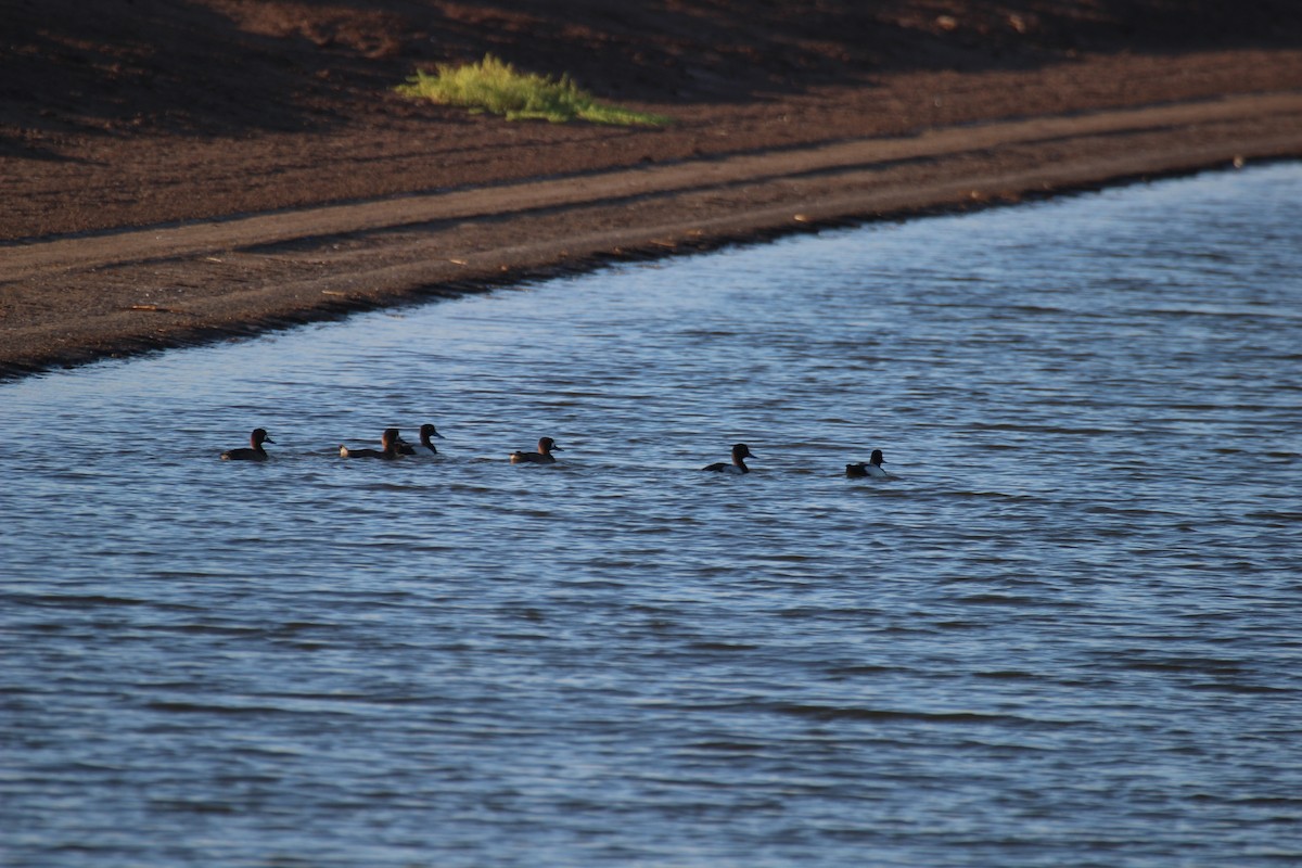 Lesser Scaup - ML424102891