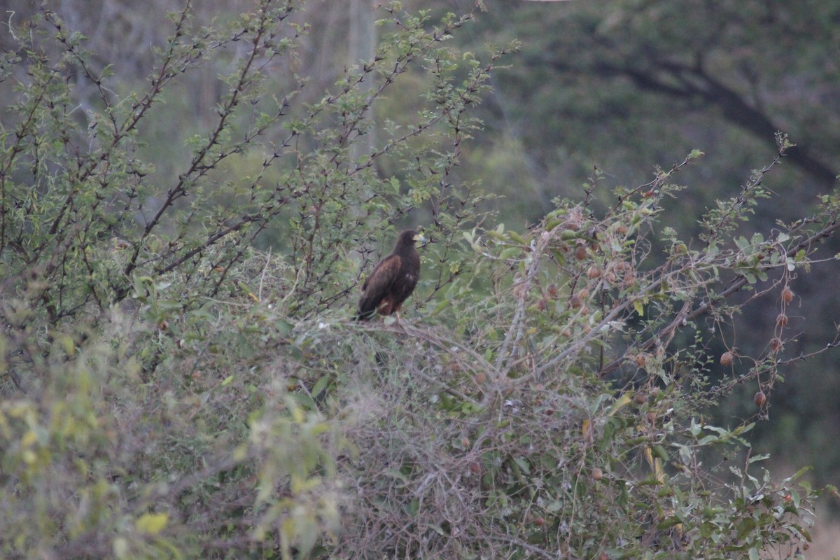 Harris's Hawk - ML424103061