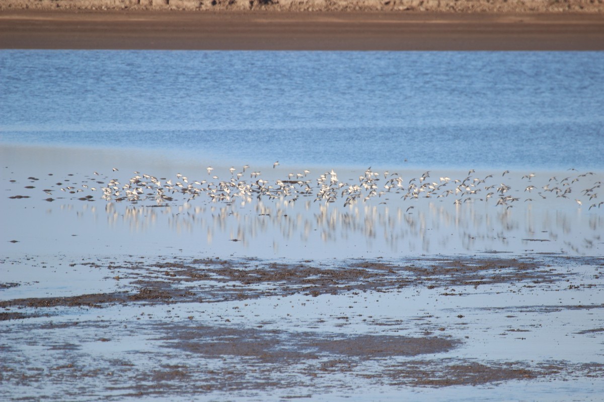 Western/Semipalmated Sandpiper - ML424103231