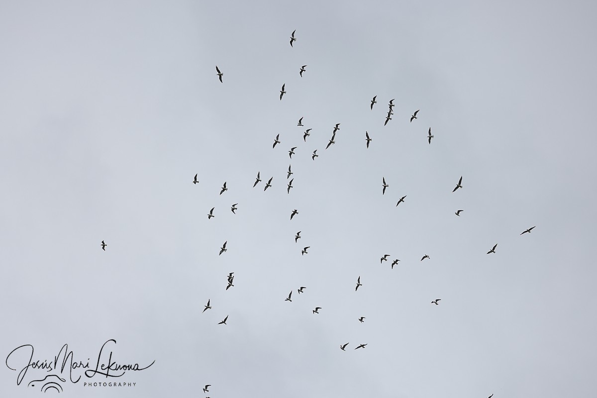 Gaviota Reidora - ML424103351