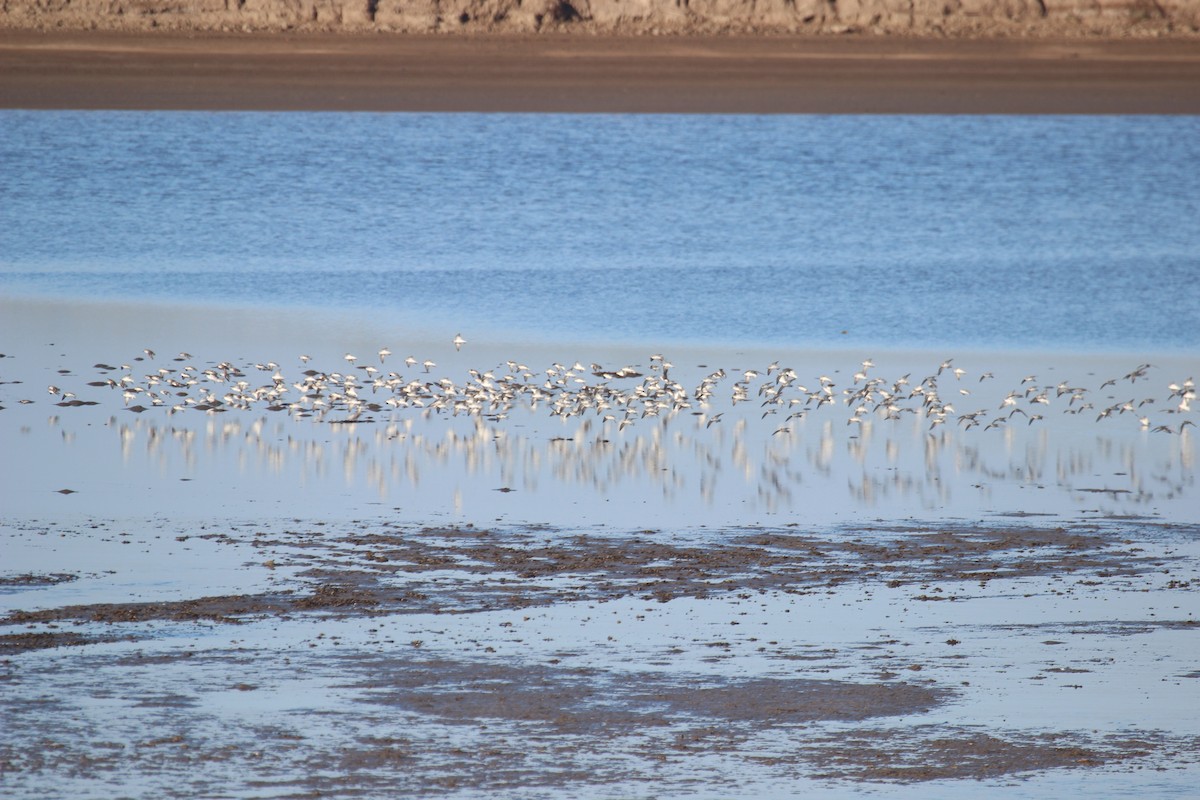 Western/Semipalmated Sandpiper - ML424103451