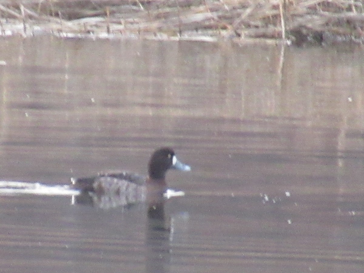 Lesser Scaup - ML424105511