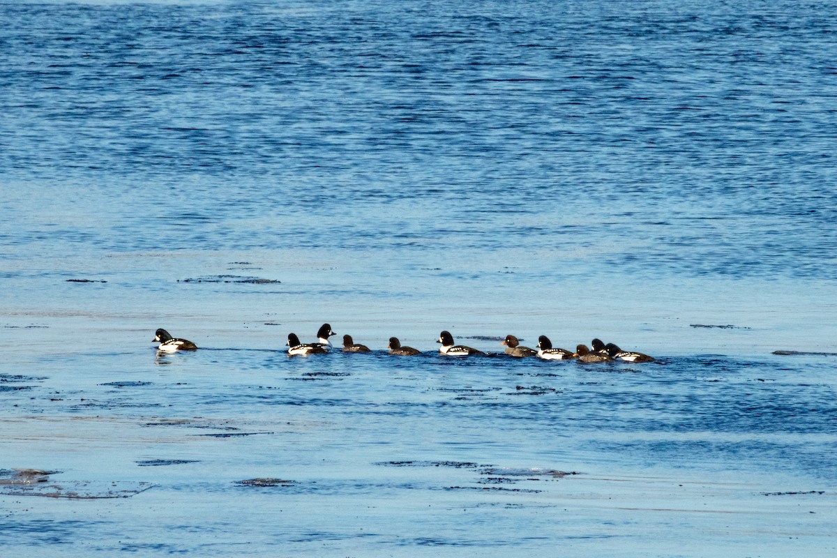 Barrow's Goldeneye - ML424105591