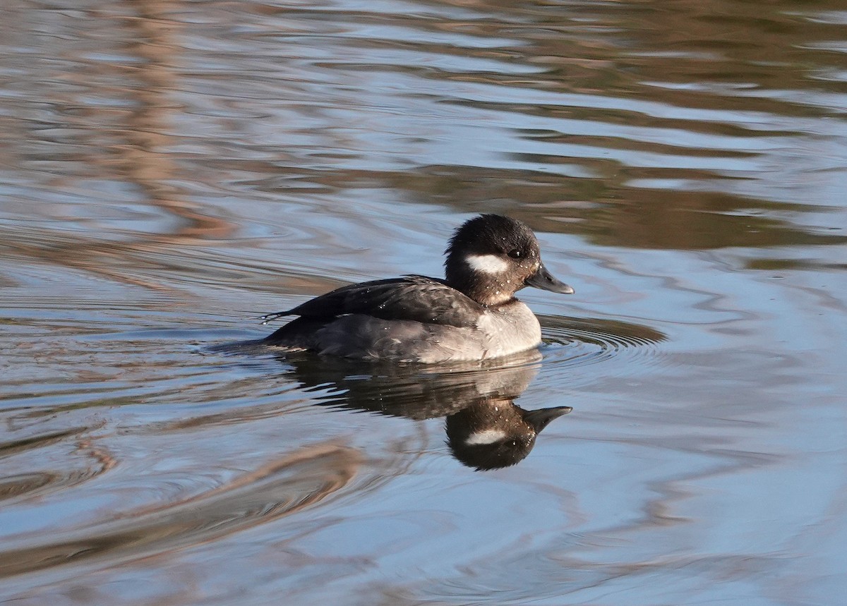 Bufflehead - Mark Goodwin