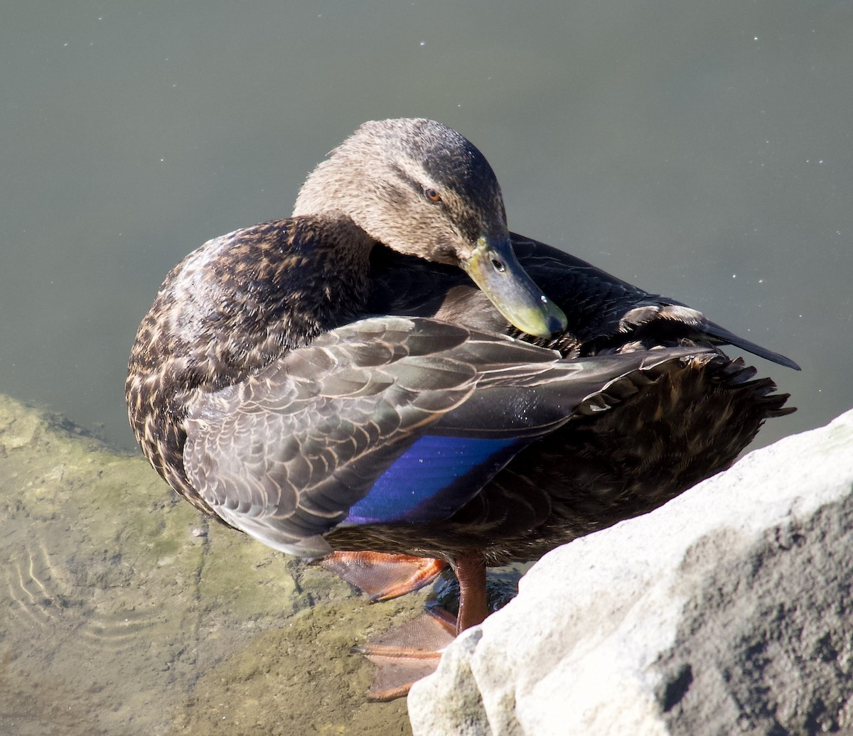 American Black Duck - ML424107551