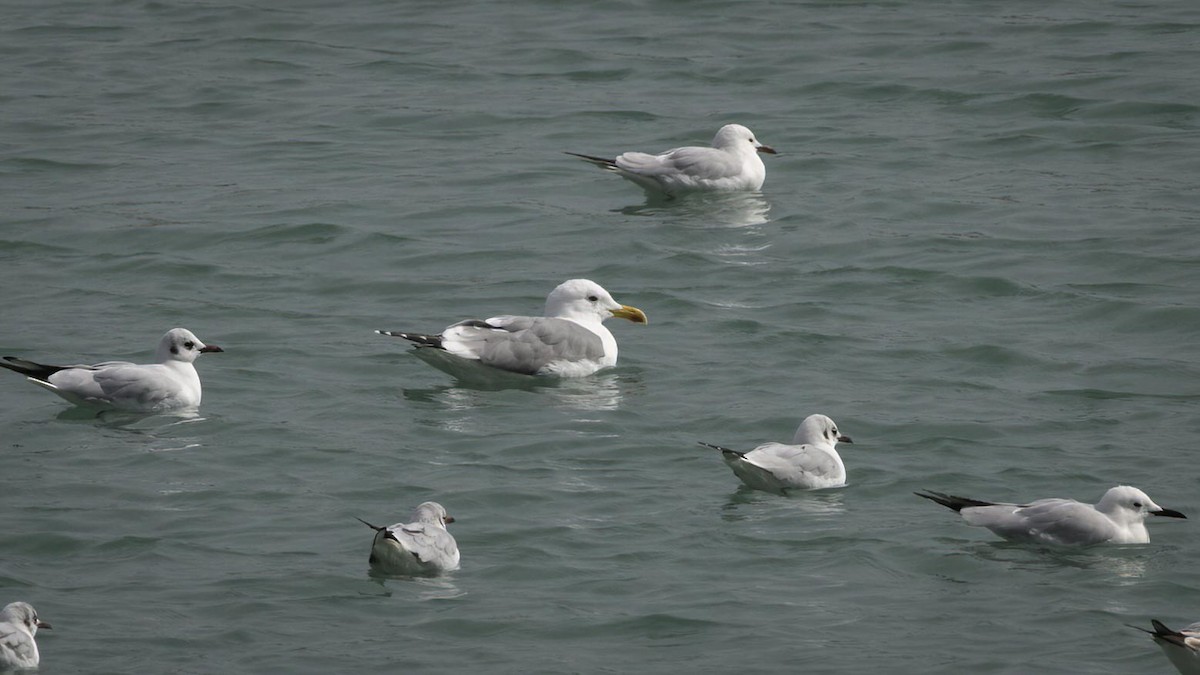 Lesser Black-backed Gull (Steppe) - ML424108741