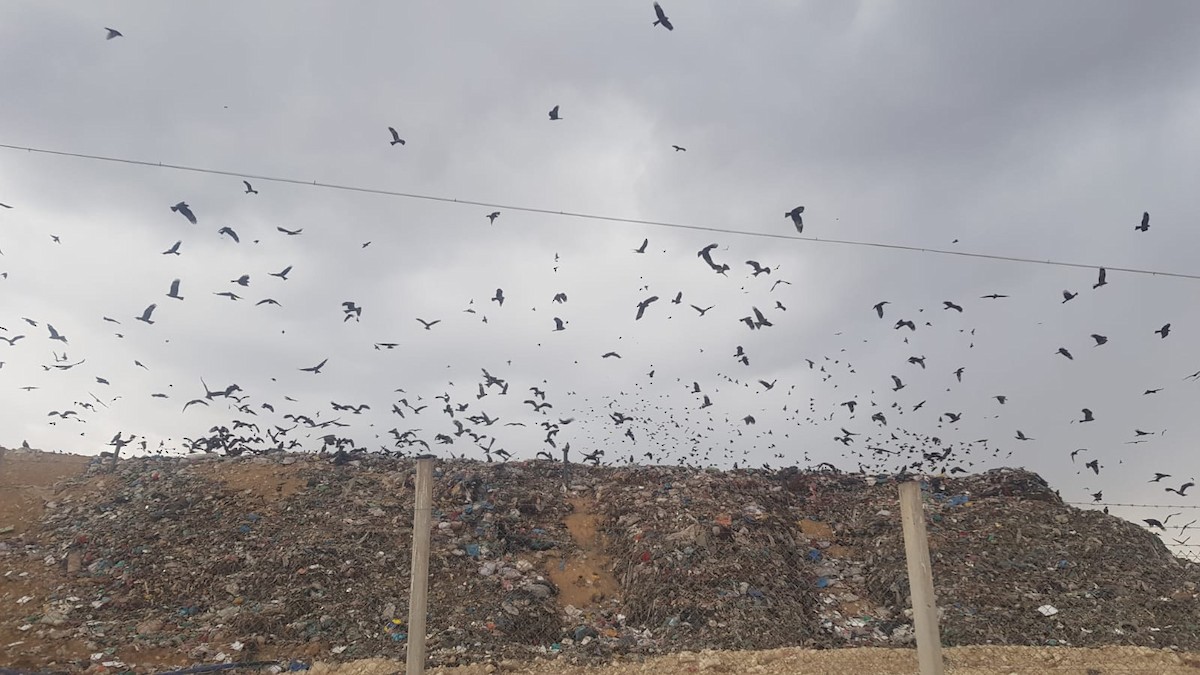 Black Kite - Göktuğ  Güzelbey