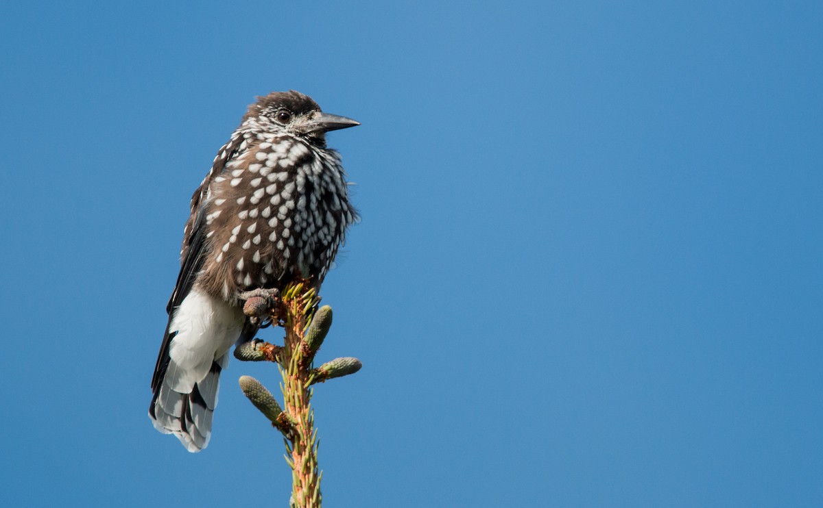 Eurasian Nutcracker - ML42410921