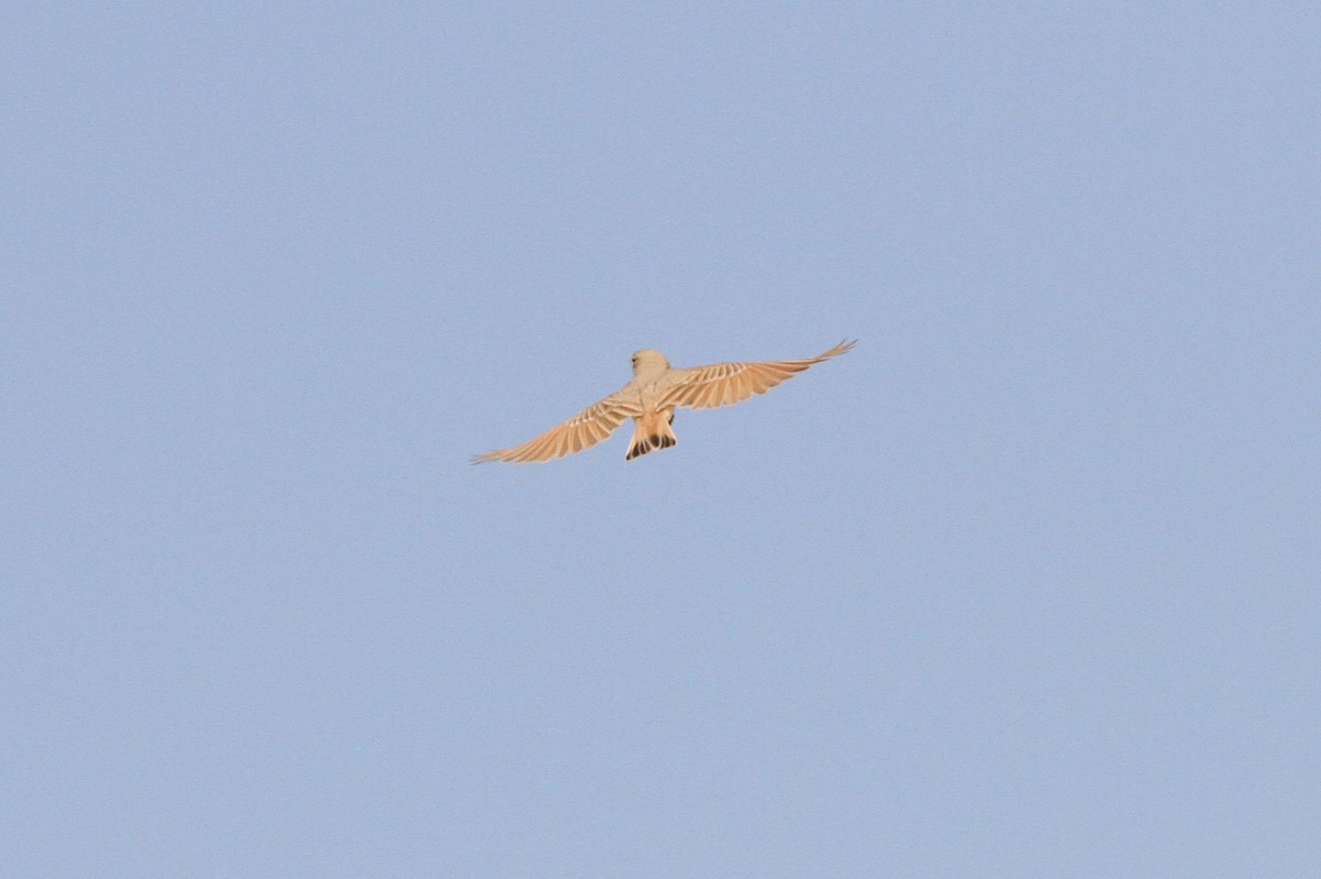 Bar-tailed Lark - ML424111121