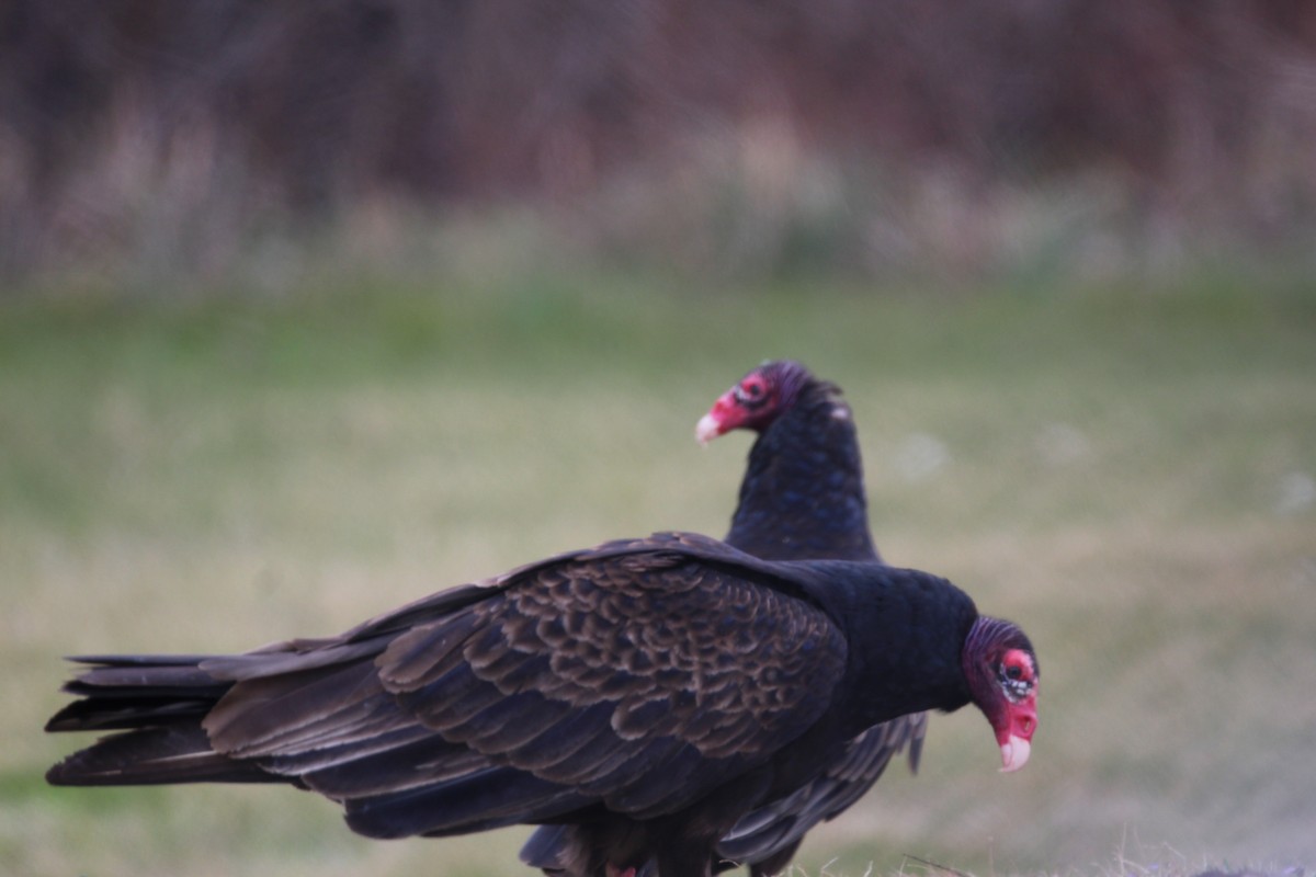 Turkey Vulture - ML424112731