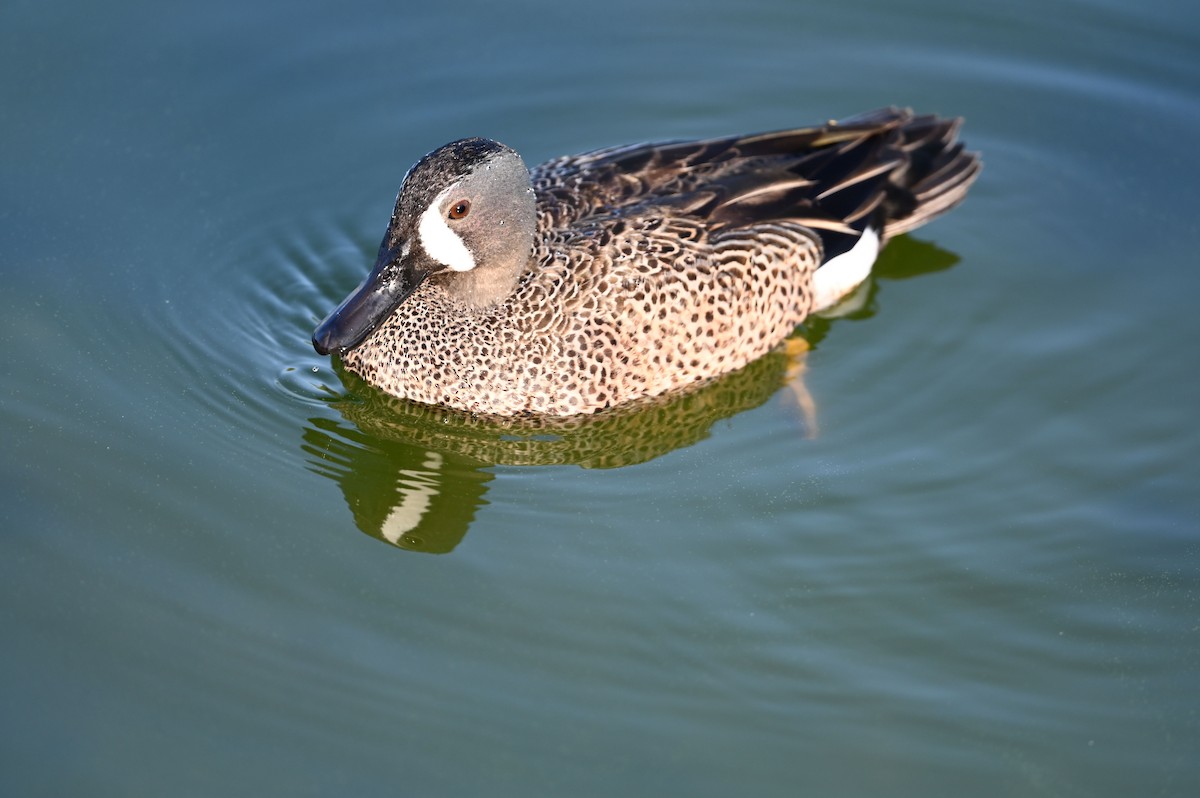 Green-winged Teal - ML424113771