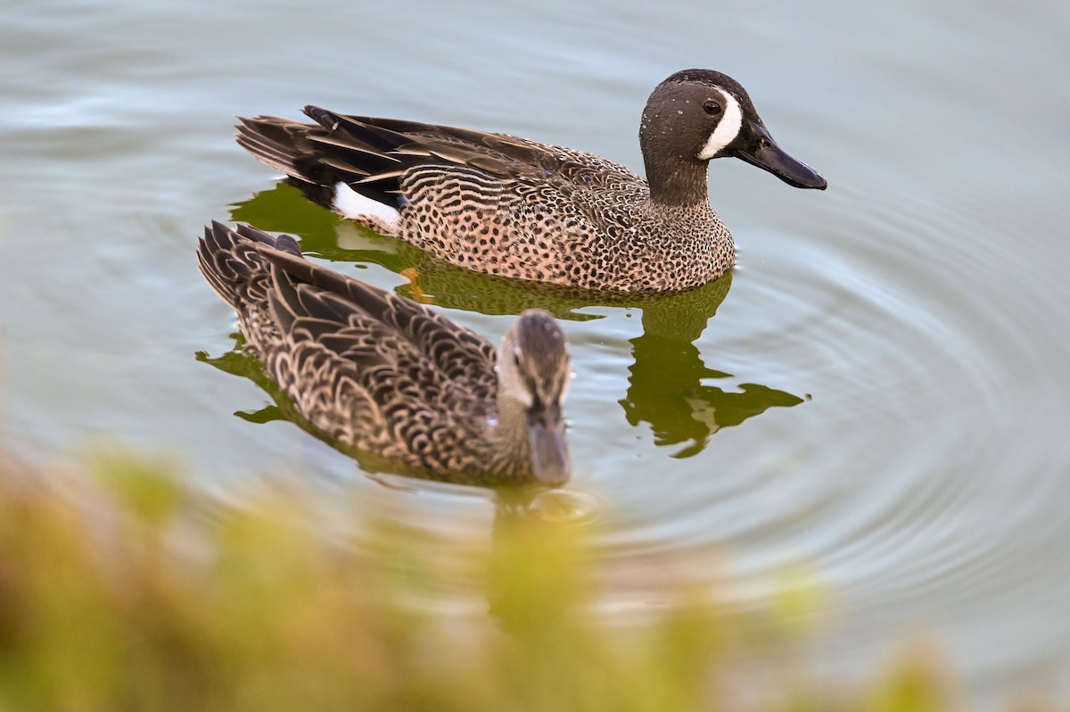 Green-winged Teal - ML424113781