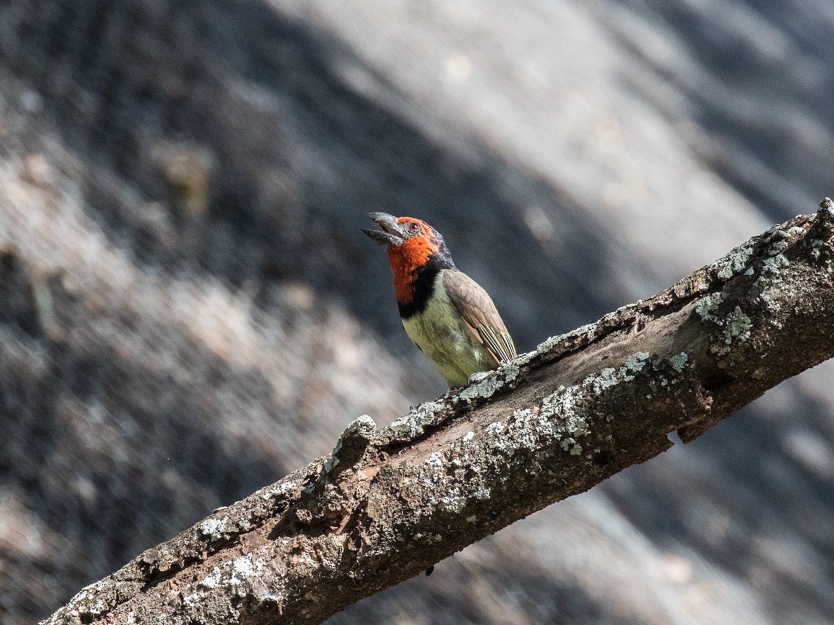 Black-collared Barbet - matthew sabatine